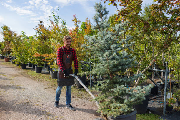 Best Dead Tree Removal  in Strasburg, OH